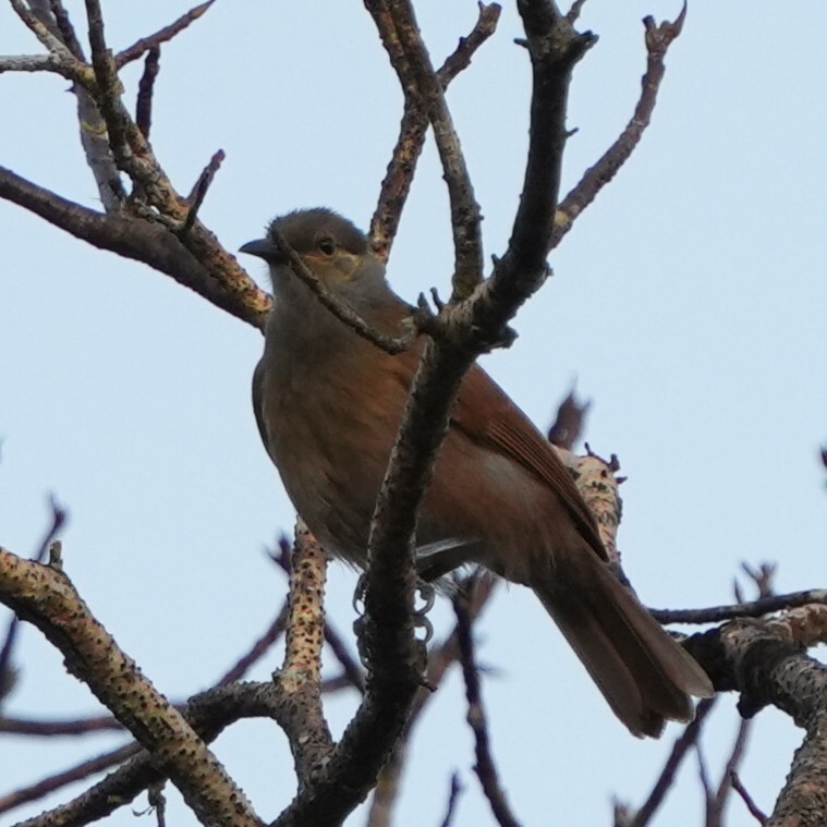 Tawny-breasted Honeyeater (Xanthotis flaviventer), photo 2