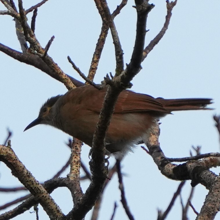 Tawny-breasted Honeyeater (Xanthotis flaviventer), photo 3