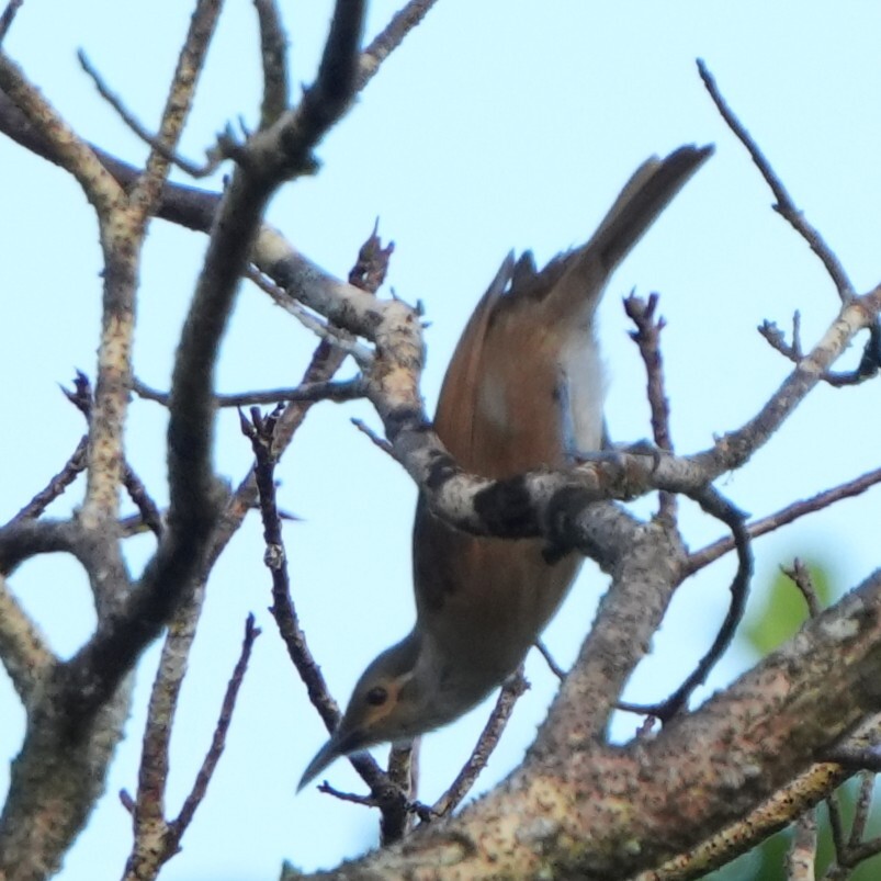 Tawny-breasted Honeyeater (Xanthotis flaviventer), photo 4