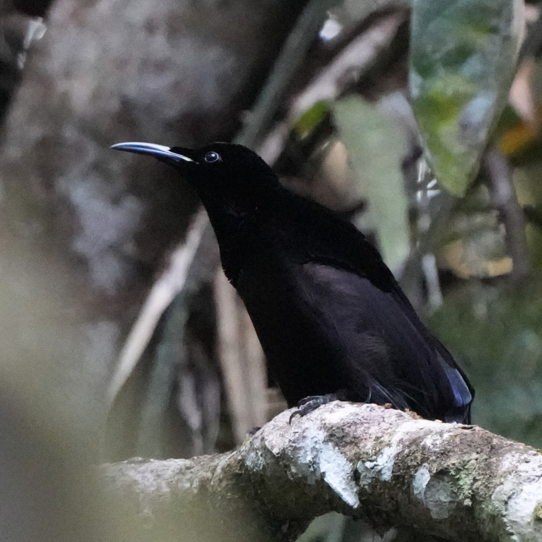 Growling Riflebird (Ptiloris intercedens), photo 4