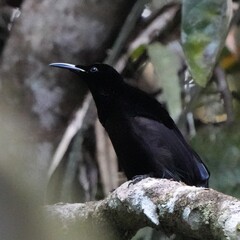 Growling Riflebird photo 4