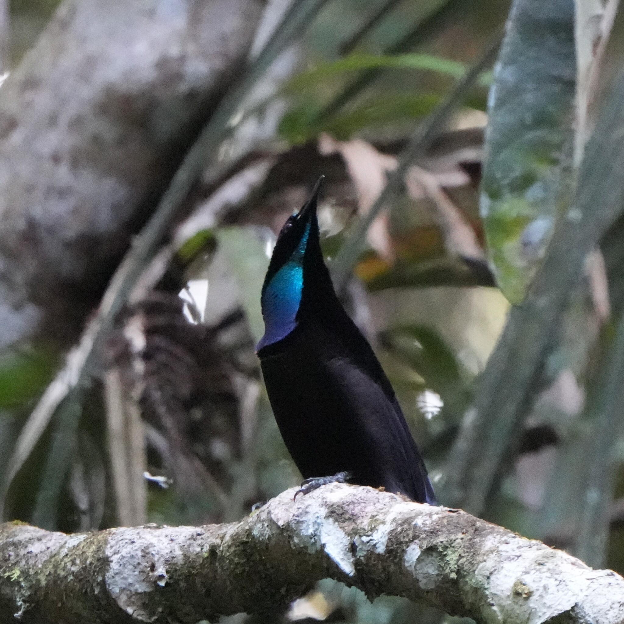 Growling Riflebird (Ptiloris intercedens), photo 5
