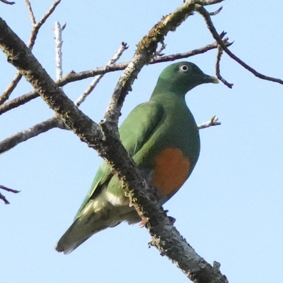 Orange-bellied Fruit-Dove (Ptilinopus iozonus)