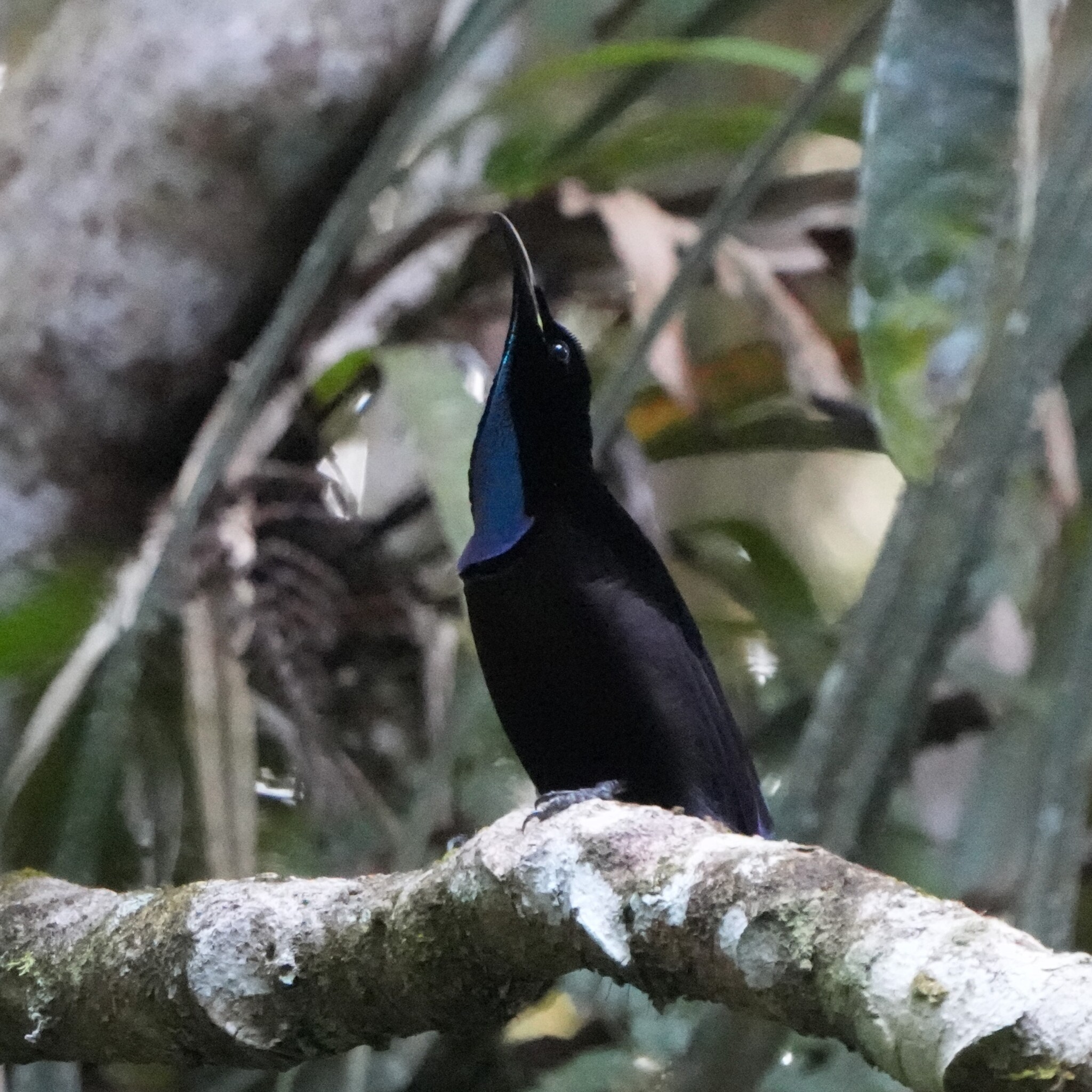 Growling Riflebird (Ptiloris intercedens), photo 6