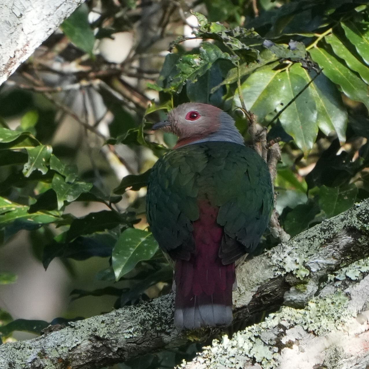Purple-tailed Imperial Pigeon (Ducula rufigaster), photo 2