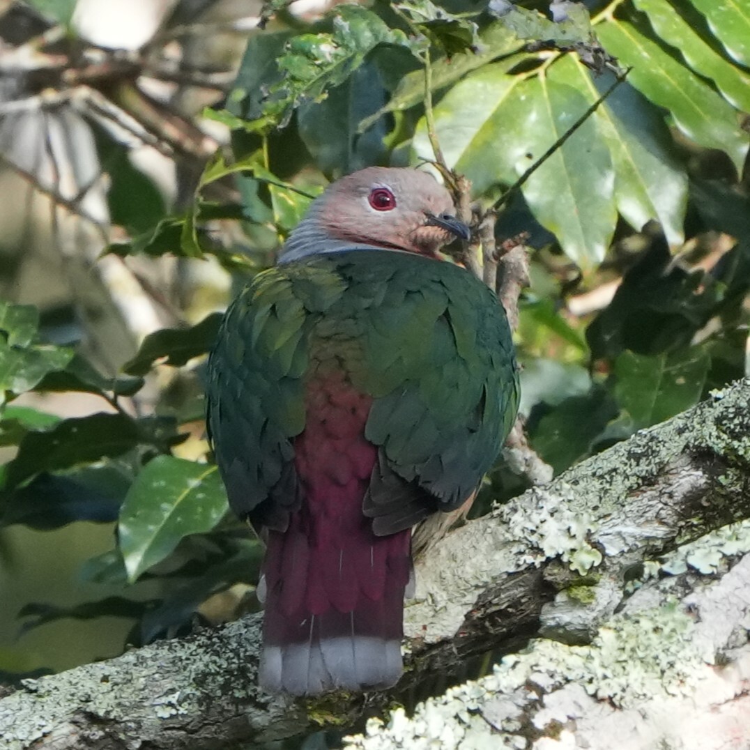 Purple-tailed Imperial Pigeon (Ducula rufigaster), photo 9