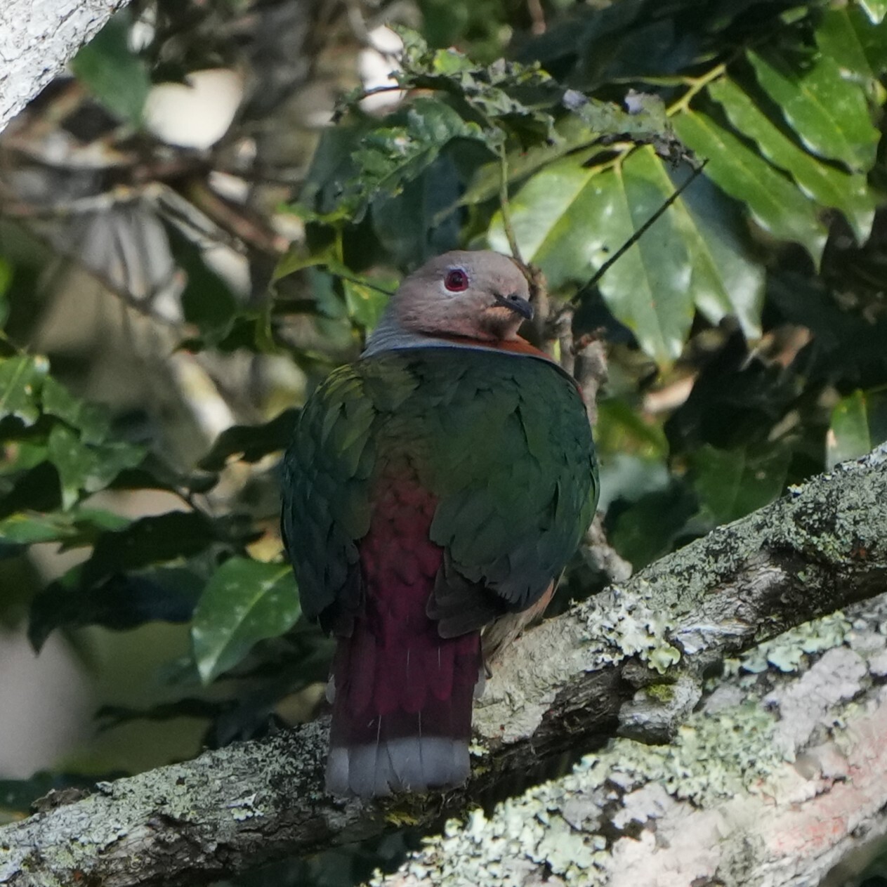 Purple-tailed Imperial Pigeon (Ducula rufigaster), photo 10