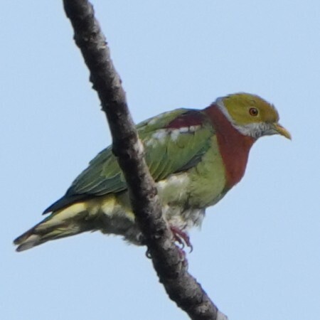 Ornate Fruit Dove (Ptilinopus ornatus)
