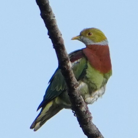 Ornate Fruit Dove (Ptilinopus ornatus), photo 2