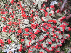Cladonia incrassata