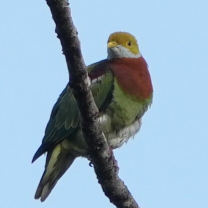 Ornate Fruit Dove (Ptilinopus ornatus), photo 5