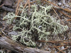 Cladonia submitis