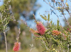 Melaleuca wimmerensis