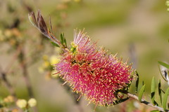 Melaleuca wimmerensis
