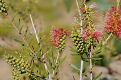 Melaleuca wimmerensis
