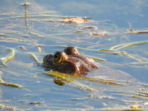 American Bullfrog