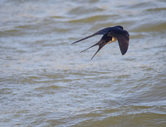 Hirundo rustica