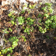 Triumfetta procumbens