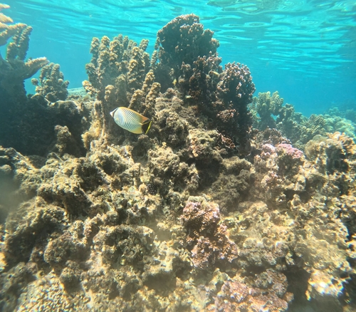 Chaetodon trifascialis