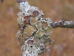 Imshaugia placorodia