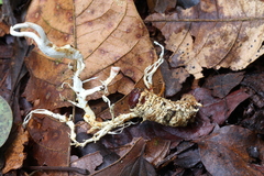 Ophiocordyceps melolonthae