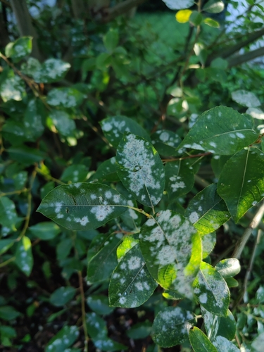 Erysiphe salicis, 2025-10-03