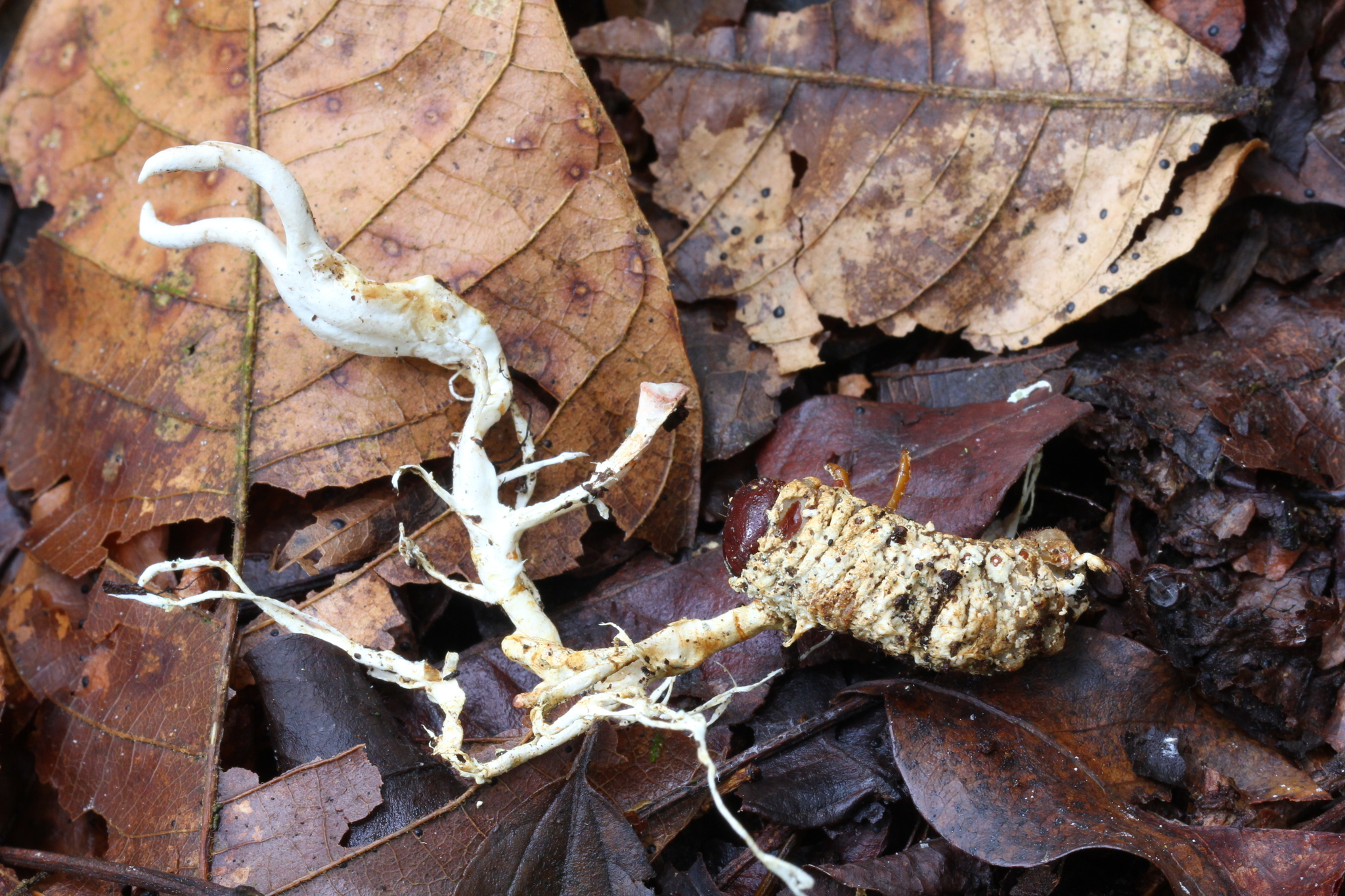 Ophiocordyceps melolonthae image