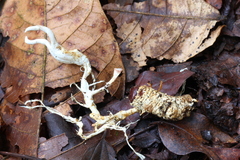 Ophiocordyceps melolonthae