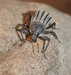 Psapharus ruficornis