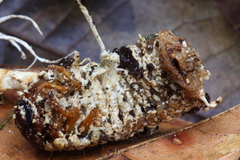 Ophiocordyceps melolonthae