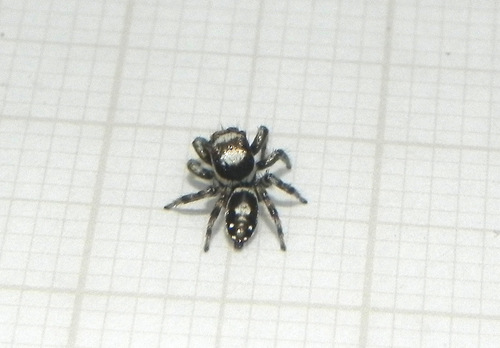 Nycerella volucripes