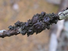 Tuckermanella fendleri