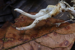 Ophiocordyceps melolonthae