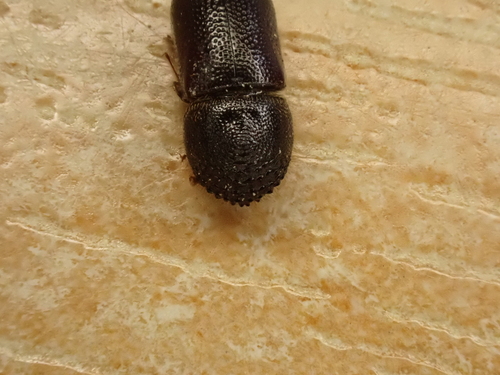 Japanese bamboo shot-hole borer