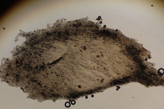 Ophiocordyceps melolonthae