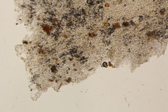 Ophiocordyceps melolonthae