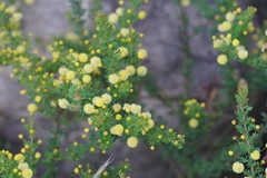 Acacia mitchellii