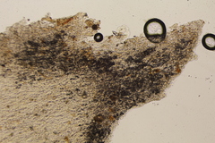 Ophiocordyceps melolonthae