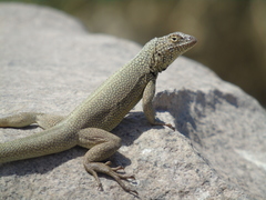 Microlophus theresioides