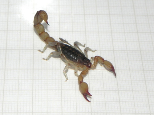 Bothriurus rochai