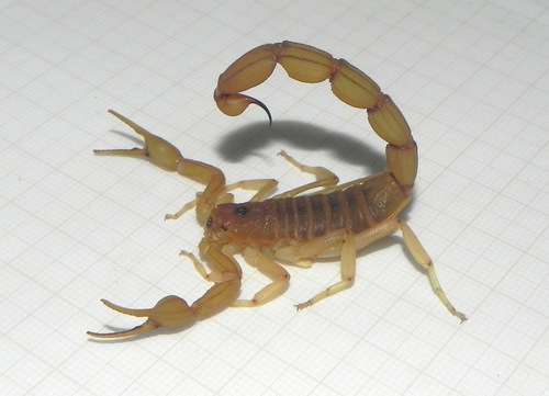 Jaguajir rochae