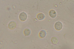 Ophiocordyceps melolonthae