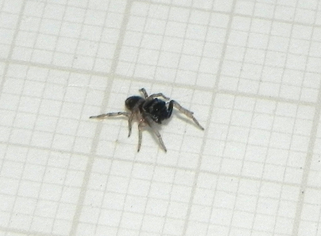 Rhyphelia dromedarius