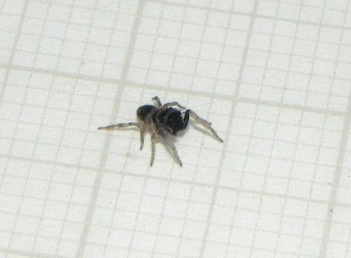 Rhyphelia dromedarius