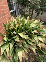 Doryanthes