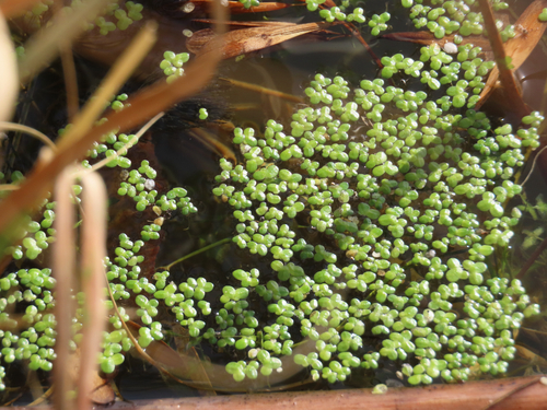 Lemna turionifera iNat (1)