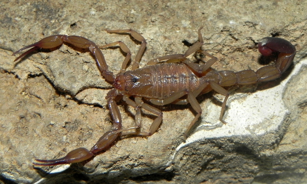 Troglorhopalurus lacrau