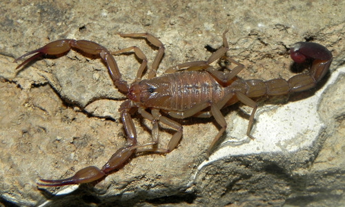 Troglorhopalurus lacrau