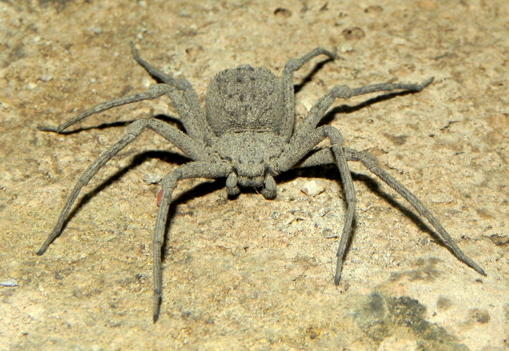 Sicarius ornatus