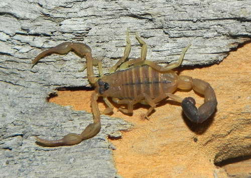 Physoctonus debilis